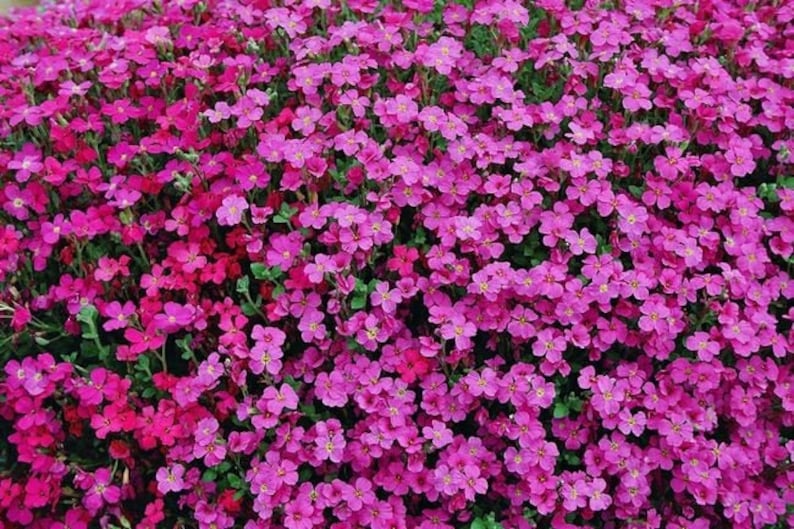 Lobelia Cape Carmine, Pink-Red Flowers non GMO, 0.1g / 200 Seeds Lobelia Erinus image 3