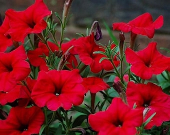 Petunia - Giant Red Flowers, 0.01g / 20 Seeds, Petunia x hybrida grandiflora, GMO Free