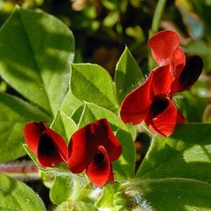 Tetragonolobus purpureus, Lotus tetragonolobus, asparagus-pea, winged pea, non GMO Seeds image 1