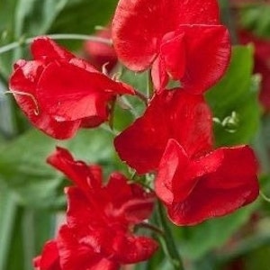 Fragrant Lathyrus Odoratus, Sweet pea, Red color GMO Free 25 seeds image 2