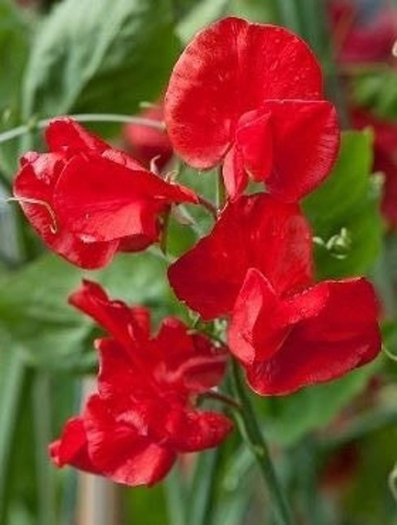 Fragrant Lathyrus Odoratus, Sweet pea, Red color GMO Free 25 seeds image 2