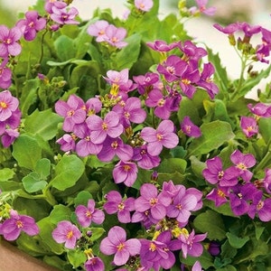 Arabis alpina, Alpine rock-cress, GMO free, 200 seeds
