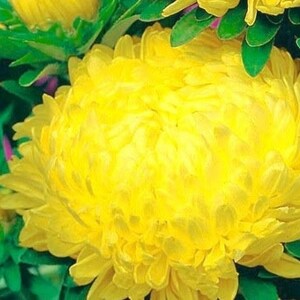 May include: A close-up of a bright yellow aster flower with many petals. The flower is in bloom and has a soft, fluffy texture.