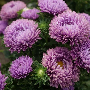 Dwarf Milady Lilac Aster, non GMO, 400+ seeds