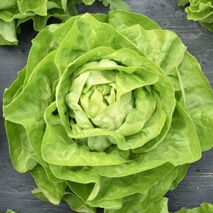 Butter Lettuce Bona non GMO, 900 Seeds