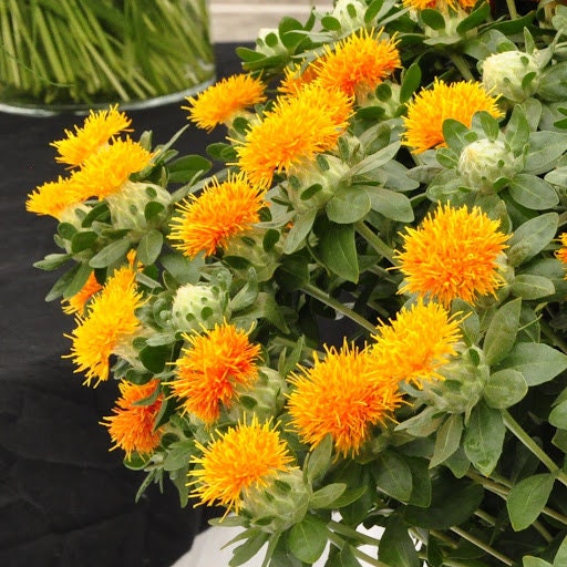 Safflower, Carthamus tinctorius, GMOs frei, Samen Etsy.de