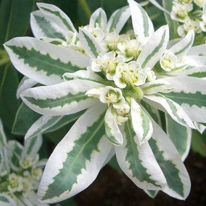 Euphorbia marginata snow-on-the-mountain, smoke-on-the-prairie, variegated spurge, whitemargined spurge, GMO free, seeds image 1