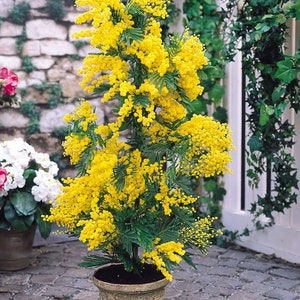 Winter Mimosa, 20 Seeds, Acacia dealbata, GMO Free