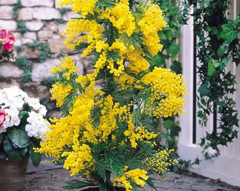 Mimosa de invierno, 20 semillas, Acacia dealbata, libre de OGM