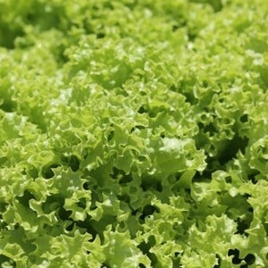 Op de afbeelding: Close-up van een bos verse groene slabladeren.