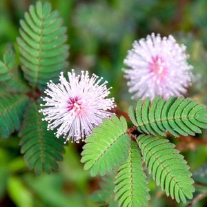 Mimosa, non GMO, 50 Seeds