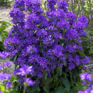 Geclusterde Bellflower, Bellflower, Dane&#39;s Blood, GMO free, 50 zaden