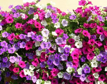 Petunia trepadora de colores variados, sin OMG, 200 semillas