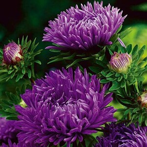 May include: Close-up of purple aster flowers in bloom. The flowers have a fluffy, layered appearance and are surrounded by green leaves.