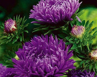 Chinese Aster Tall Peony Purple, 200 Seeds, Non GMO