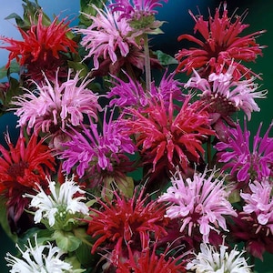 Monarda, Bergamot, Bee balm, Horsemint, Oswego tea - Mixed colors - non GMO - 100 Seeds