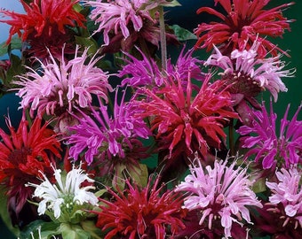 Monarda, Bergamot, Bee balm, Horsemint, Oswego tea - Mixed colors - non GMO - 100 Seeds