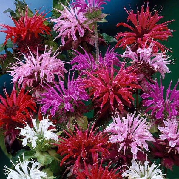 Monarda, Bergamotto, Balsamo d'api, Menta equina, tè Oswego - Colori misti - non OGM - 100 Semi