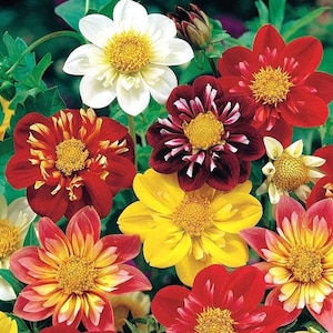 Puede incluir: Una variedad de flores de dalia coloridas en flor. Las flores son rojas, amarillas, blancas y burdeos con una mezcla de flores simples y dobles.