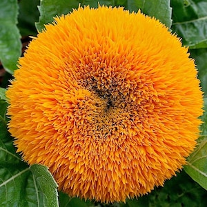 Decorative Sunflower Dwarf Teddy Bear, 2g / 80 Organic Seeds, Helianthus Annuus, GMO FREE