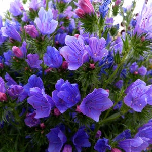 Purple Viper's Bugloss Echium Plantagineum, Gemengde kleuren, GMO vrij, 250 zaden afbeelding 1