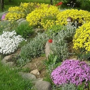 Rock Garden Flowers MIxtures 1g / 200 Premium Zaden