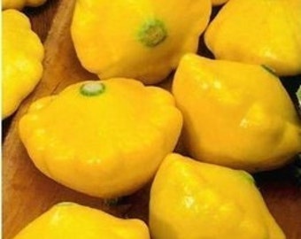 Sommersguash, Patison Patisson Orange, 3 g/15 Samen, Cucurbita pepo, GMO Free