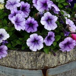 GMO free 200 seeds Climbing Petunia Mixed Colors GMO free 200 seeds Climbing Petunia Mixed Colors