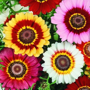 Painted Daisy, Chtysanthemum carinatum, non GMO, 200 Seeds