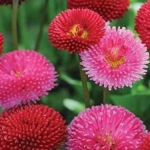 Daisy Pomponette Mixed Colors, non GMO, 100 seeds