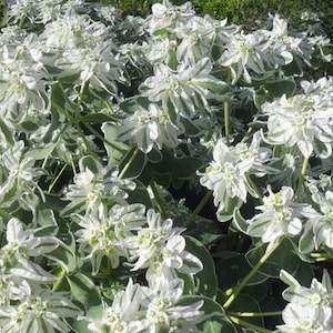 Euphorbia marginata snow-on-the-mountain, smoke-on-the-prairie, variegated spurge, whitemargined spurge, GMO free, seeds image 3