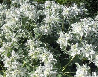 Euphorbia-Marginata (Schnee-auf-dem-Bergen, Rauch-auf-der-Prärie), GMO frei, Samen