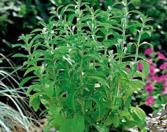 Stevia, 0,01 g / 20 semillas, Stevia rebaudiana, no transgénica