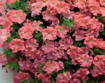 Semillas de petunia cascada salmón: más de 80 semillas de flores