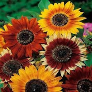 Decorative sunflower mix, 2 g / 50 Seeds, Helianthus annuus, GMO free