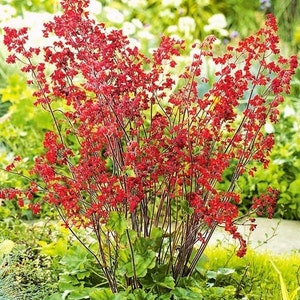 Alumroot - Coral Bells - Heuchera Flowers Mixed, 0.1g / 500 Organic Seeds, Heuchera Sanguinea, GMO Free