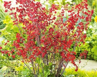 Alumroot - Coral Bells - Heuchera Flowers Mixed, 0.1g / 500 Organic Seeds, Heuchera Sanguinea, GMO Free