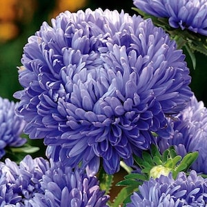 May include: A bunch of blue aster flowers with a soft, fluffy texture. The flowers are in full bloom and have a delicate, pastel colour.