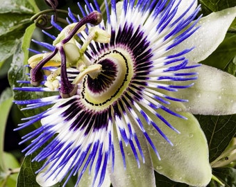 Blue Passionflower/Passiflora Caerulea,20 Seeds,Non GMO