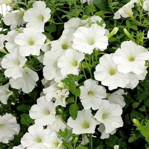 Może przedstawiać: Zbliżenie na skupisko białych kwiatów petunii w pełnym rozkwicie. Kwiaty są ułożone w gęsty skupisko, z widocznymi delikatnymi płatkami i żółtymi środkami. Kwiaty są otoczone zielonymi liśćmi.