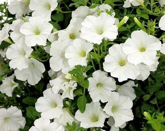 Garden Petunia Cascada White flowers, 0.02 g / 80 Seeds, Petunia x hybryda pendula, GMO Free