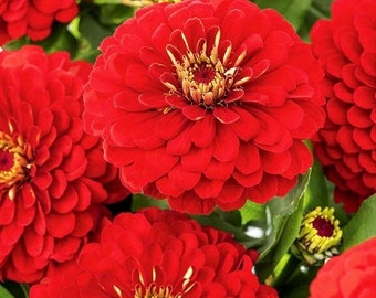 Zinnia Flower Red, 1 g / 50 Seeds, Zinnia elegans dahl., non GMO