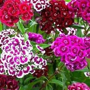 Sweet William Flower Mixed Colors / Dianthus barbatus / 1g / 100 organic seeds / non GMO