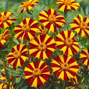 Tagetes Clown, 0,5 g / 100 semillas, Tagetes erecta, Libre de OGM
