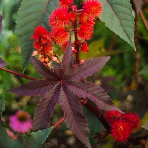 Castor Oil Plant seeds, non GMO, 6 seeds