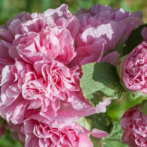 Althaea Rosea, Hollyhock, Pink Flowers, GMO free, 50 seeds