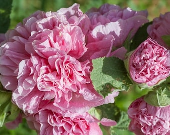 Althaea Rosea, Hollyhock, Pink Flowers, GMO free, 50 seeds