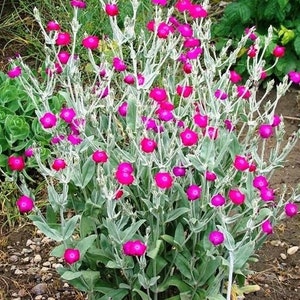 Garden shell,  Champion rose, Pink, 0.5 g / 50 Organic Seeds, Lychnis coronaria, GMO free