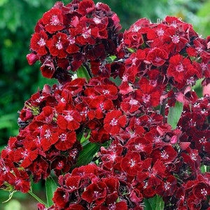 Sweet William Flower Scarlet Beauty/ Dianthus barbatus / 0,5 g, 100 Nasiona organiczne / bez GMO