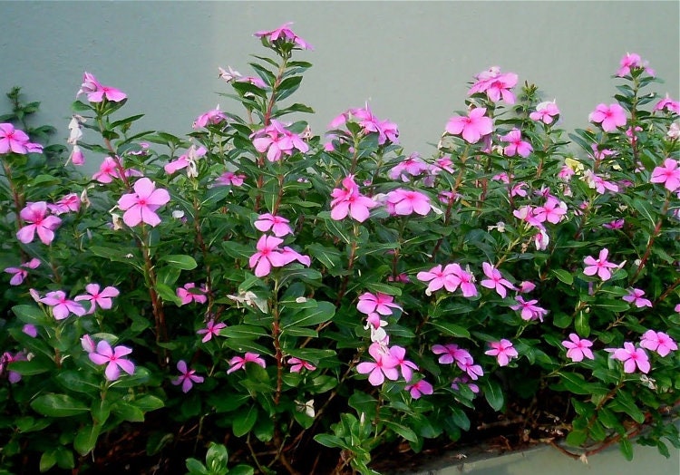 Vinca Rosea Whole Plant
